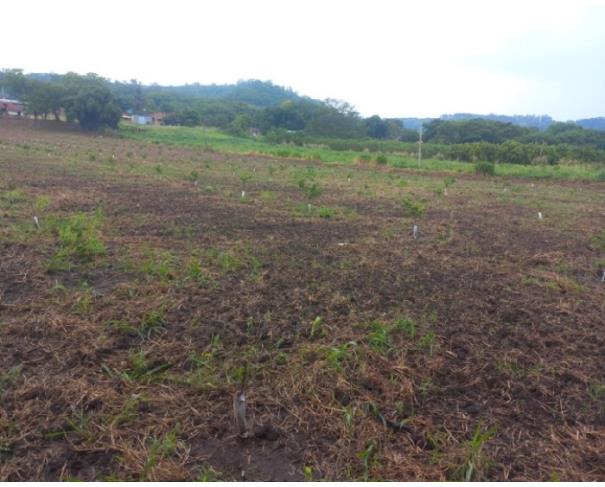 Foto de SÍTIO ÁGUA LIMPA 4,31 HECTARES C/ CASA BARRACÃO E POÇO ARTESIANO - MONTE ALTO (CULTIVO DE LIMÃO)