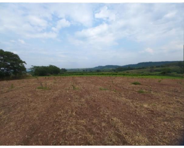Foto de SÍTIO ÁGUA LIMPA 4,31 HECTARES C/ CASA BARRACÃO E POÇO ARTESIANO - MONTE ALTO (CULTIVO DE LIMÃO)